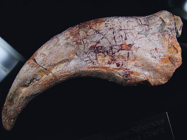 化石ギャラリー｜カルカロドントサウルスのカギ爪