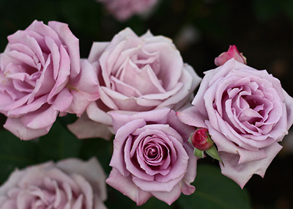 花冠（ハナカンムリ） – バラ百科