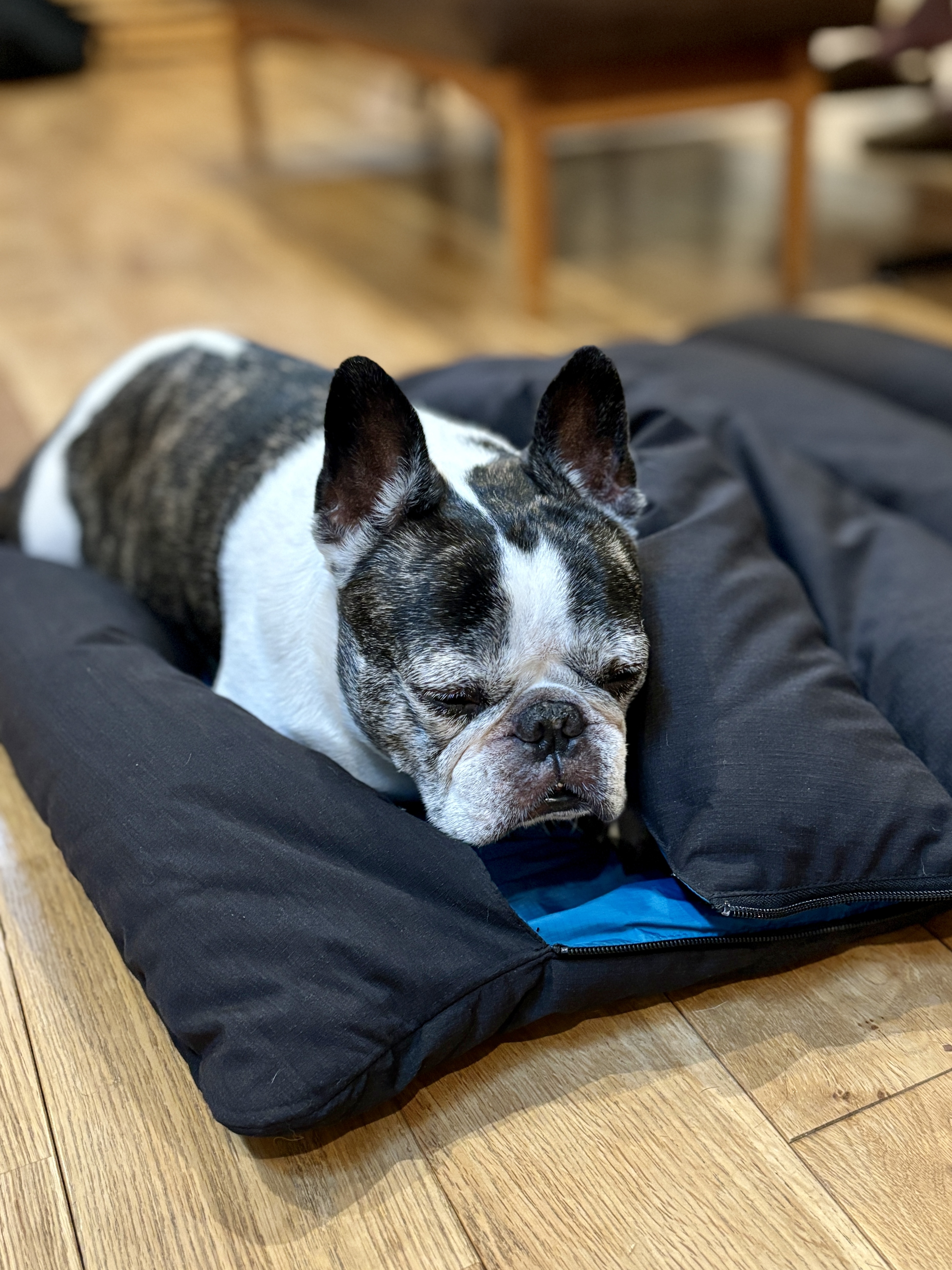 GREEN WOOD別注 NANGAお犬様お布団／2024年新型モデル 犬用布団／犬用