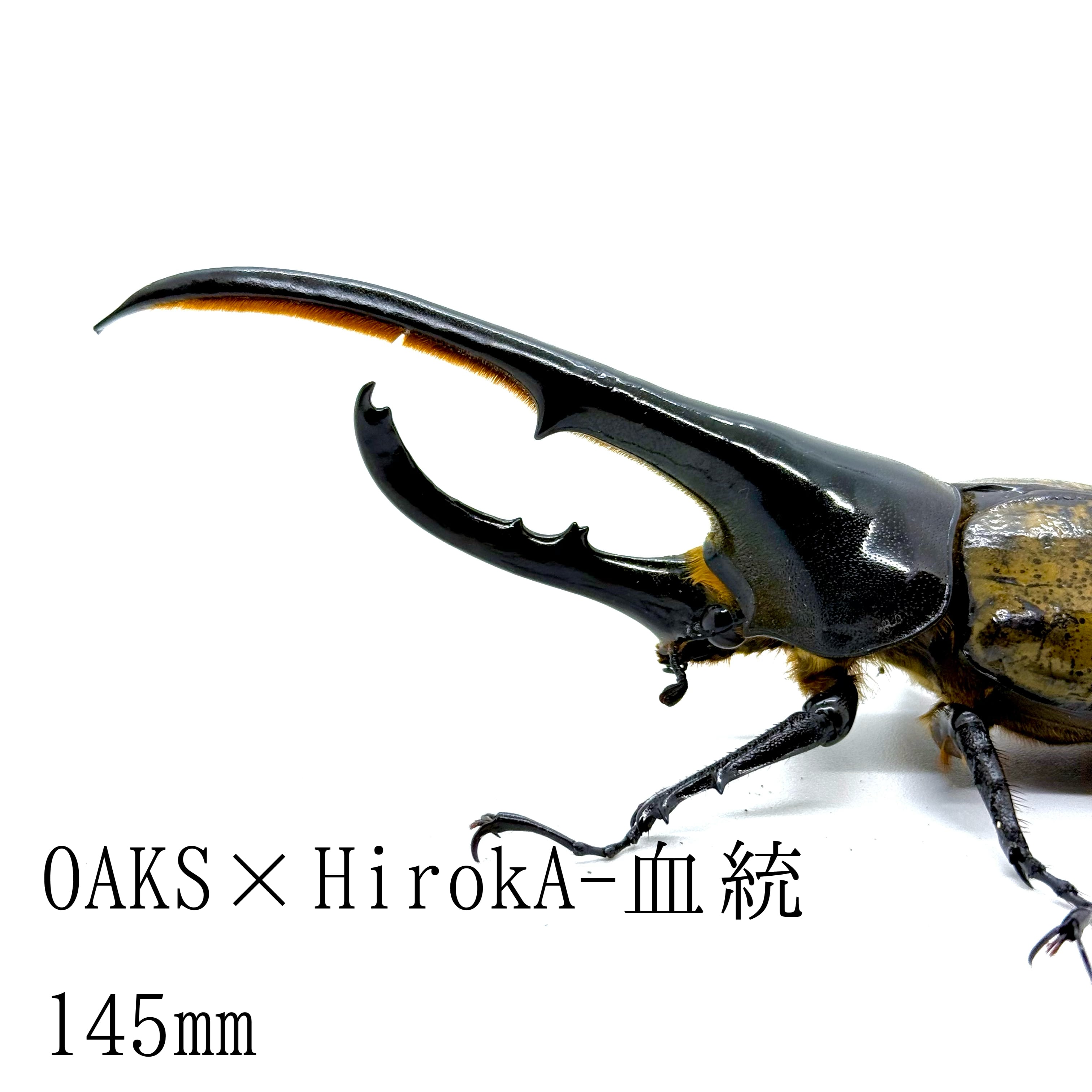 145㎜ / 成虫 / オス / ヘラクレスオオカブト | HERCULES-TOKYO