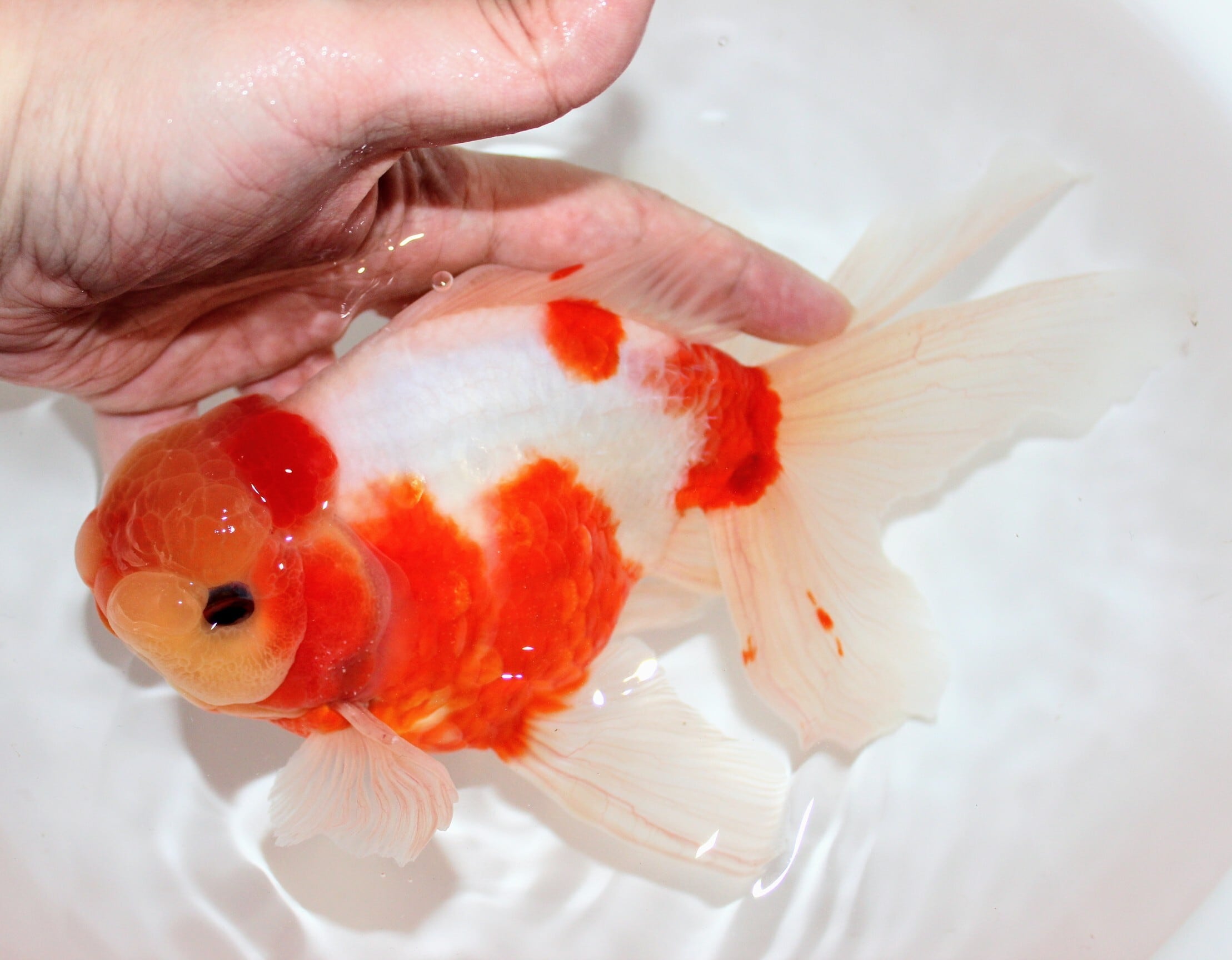 極上】岡部養魚場産 三才 桜東錦 | 金魚専門店 和の美