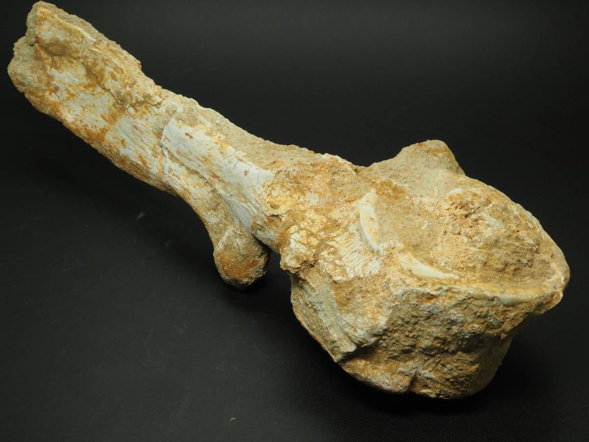 棘あり！プレシオサウルス(エラスモサウルス)の椎骨化石【Plesiosaurus