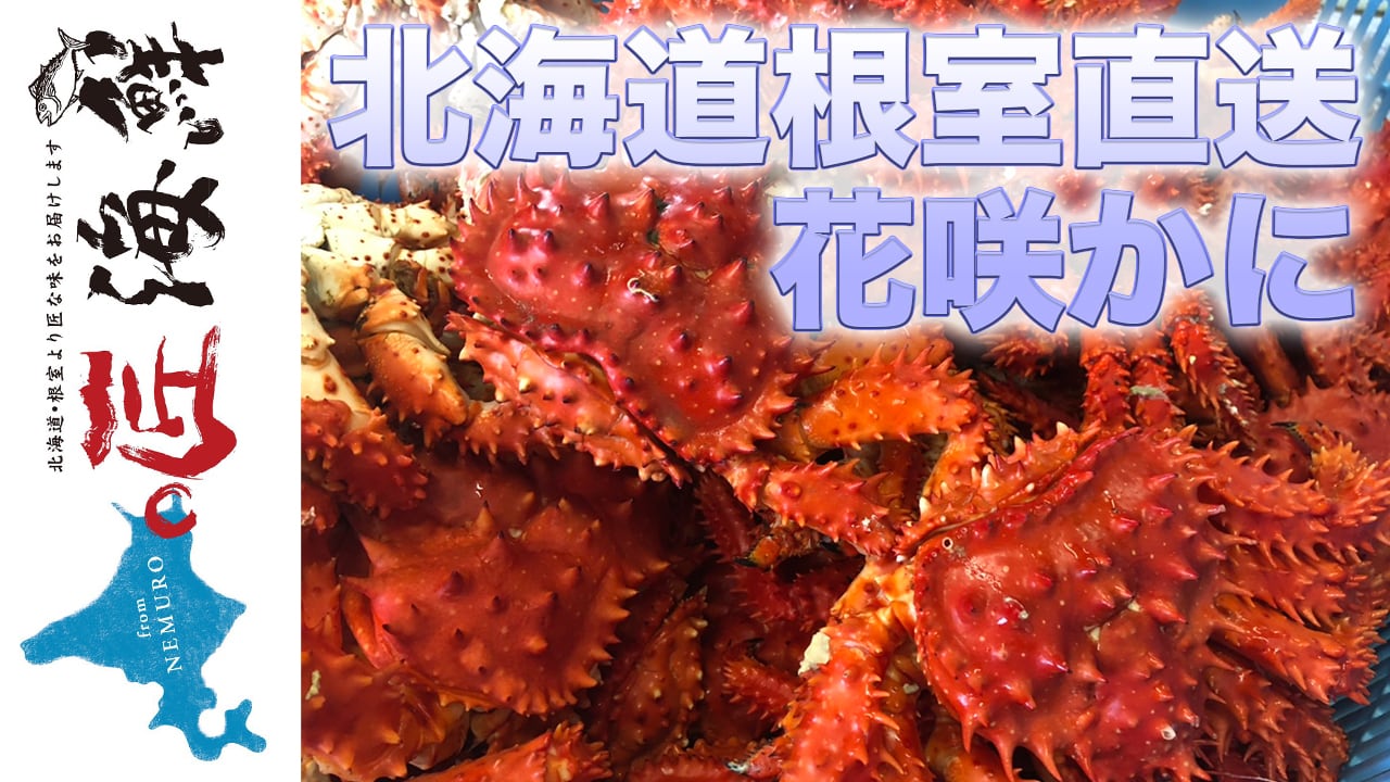 根室名物【花咲ガニ】メス1杯 | 匠海鮮