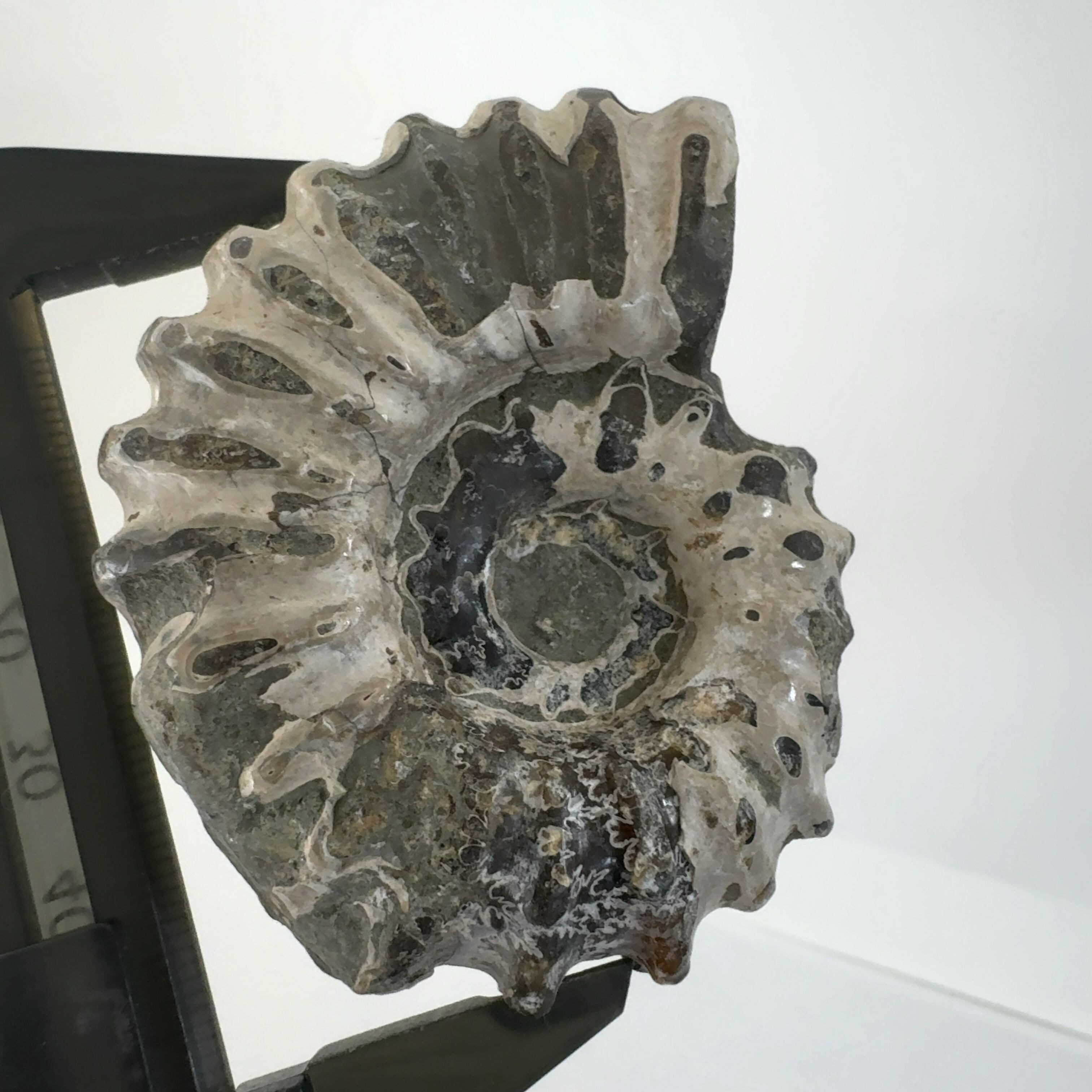 E30633】 突起のある 珍しい アンモナイト 化石 ドゥビレイセラス