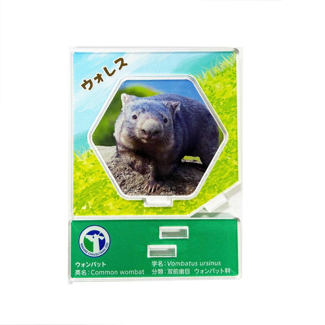 コモンウォンバット 図鑑風アクリルスタンド （ウォレス） | ZOOっとながの