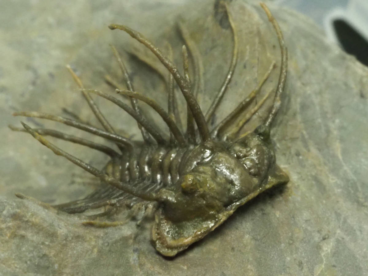 超激レア！入手不可能レベル！三葉虫【Koneprusia sp.】モロッコ王国産