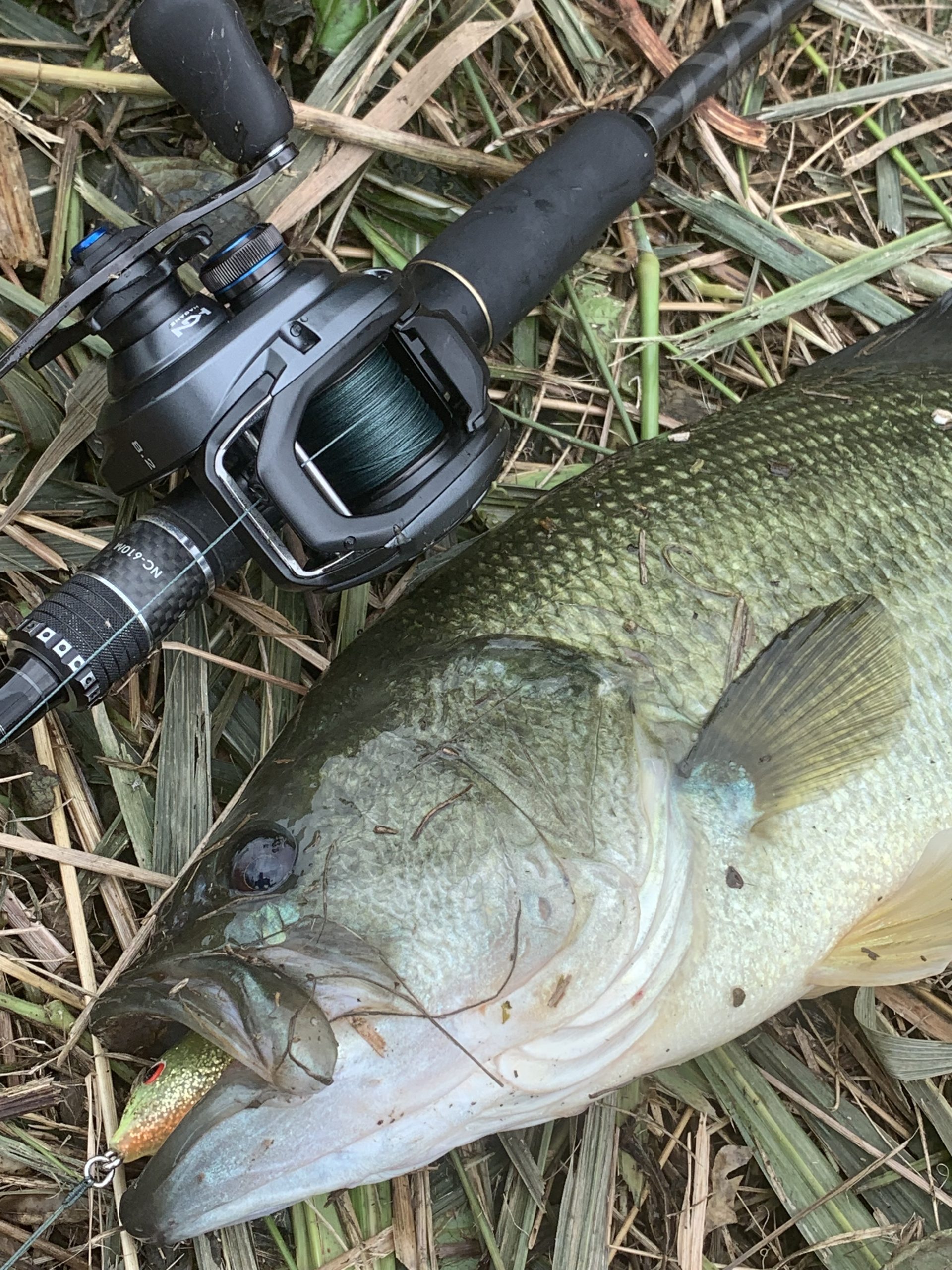 シマノ】旧ゾディアス166ML-G 初心者にオススメ巻物ロッドはコレ