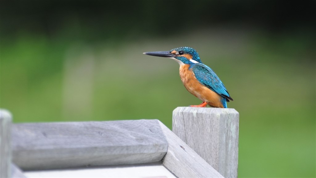 高校野球の撮影』 ニコン AF-S VR Zoom-Nikkor 70-300mm f/4.5-5.6G IF