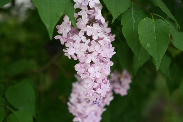 SONY Vario-Tessar T* FE 24-70mm F4 ZA OSS SEL2470Zのクチコミ