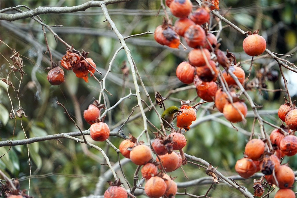 価格.com - 『a9』 デジタルカメラ SONY ちゃーずる良さんのクチコミ