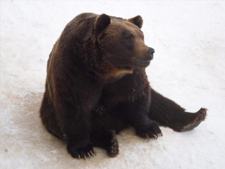 ヒグマクイズ「ヒグマの体」解説