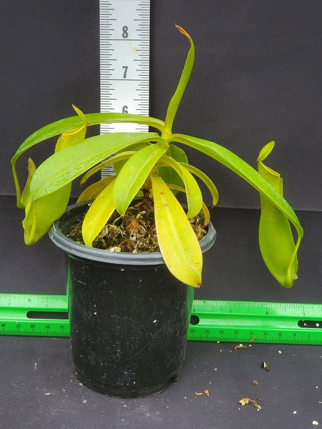 Nepenthes reinwardtiana BE 3159 – Bergen Water Gardens, Lotus Paradise