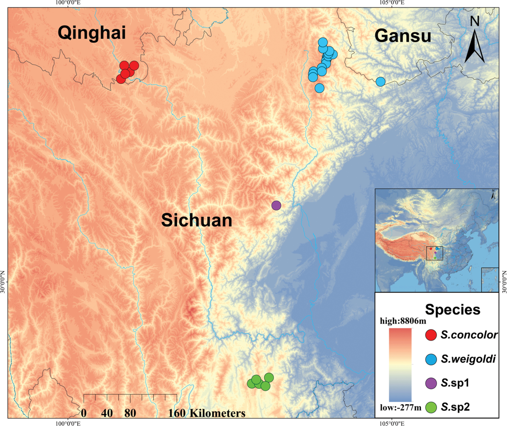 Molecular phylogeny and taxonomy of the Sicista concolor group