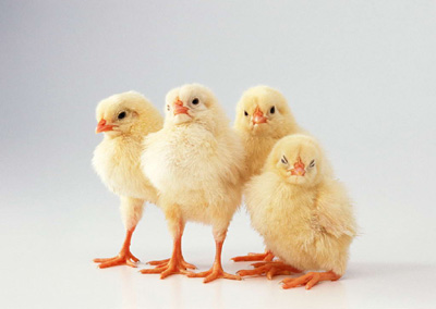 ニワトリ | 中国語辞書:日中中日辞典 - BitEx中国語 鸡 ニワトリ 名詞