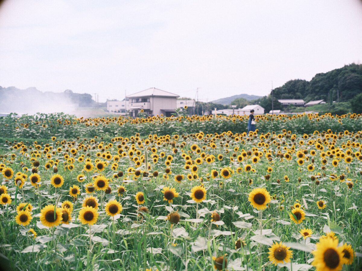 GFX × オールドレンズ。「MINOLTA MC ROKKOR-PG 58mm F1.2」 | BORN