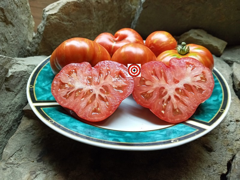 Dwarf Merlin PL Tomato-Bounty Hunter Seeds-Rare Tomato Seeds