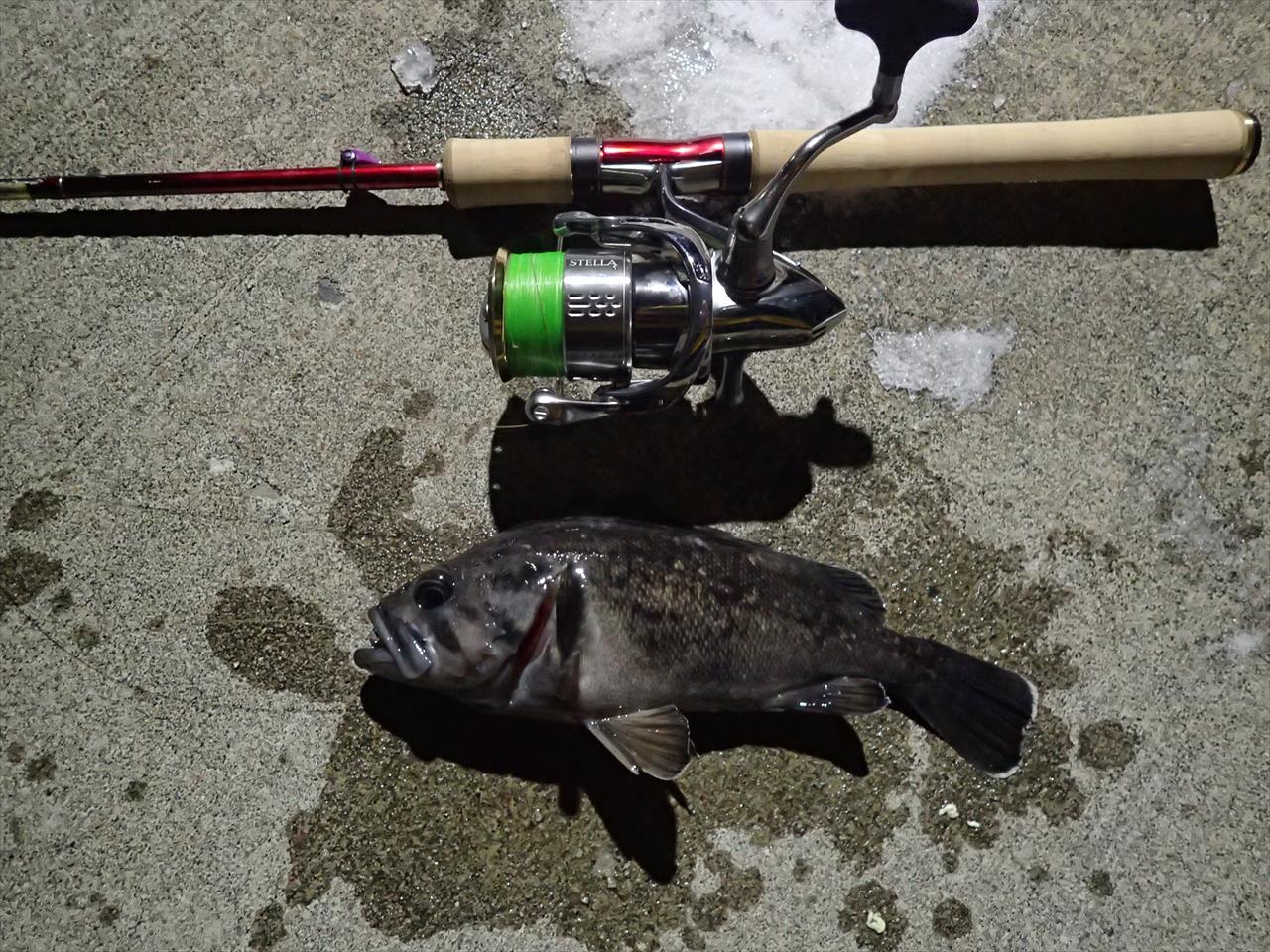 18ワールドシャウラ2651F-3＋18ステラC3000XG 最新ハイエンド入魂