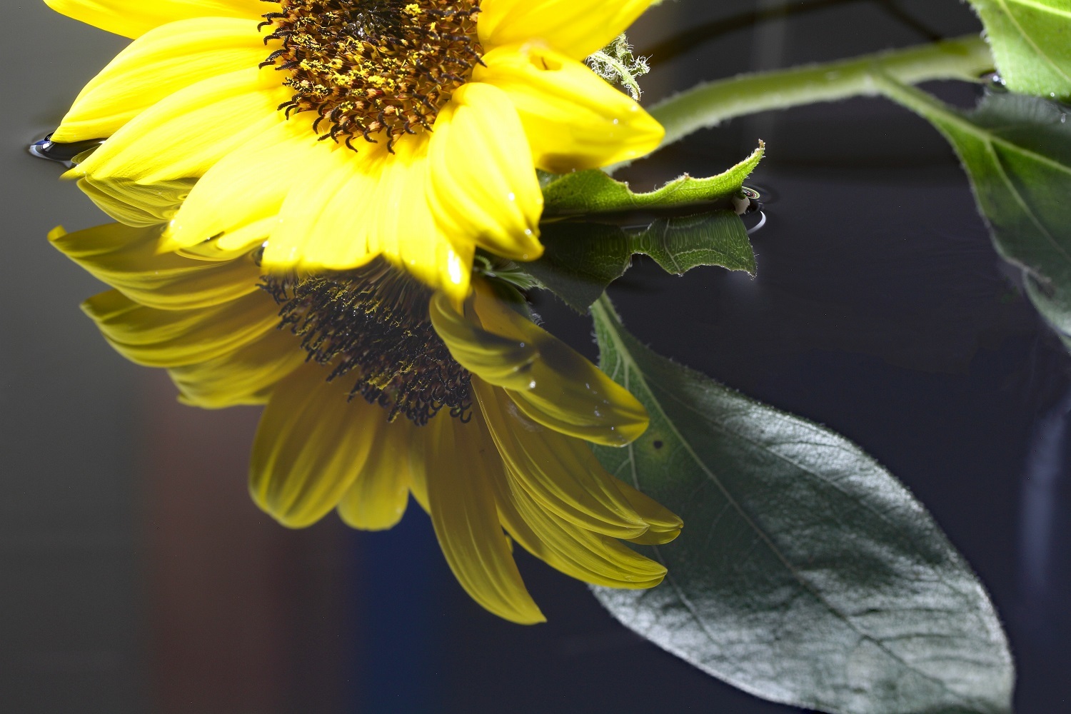 ﾃﾞｯｻﾝ90「西瓜と向日葵」 - クニャン