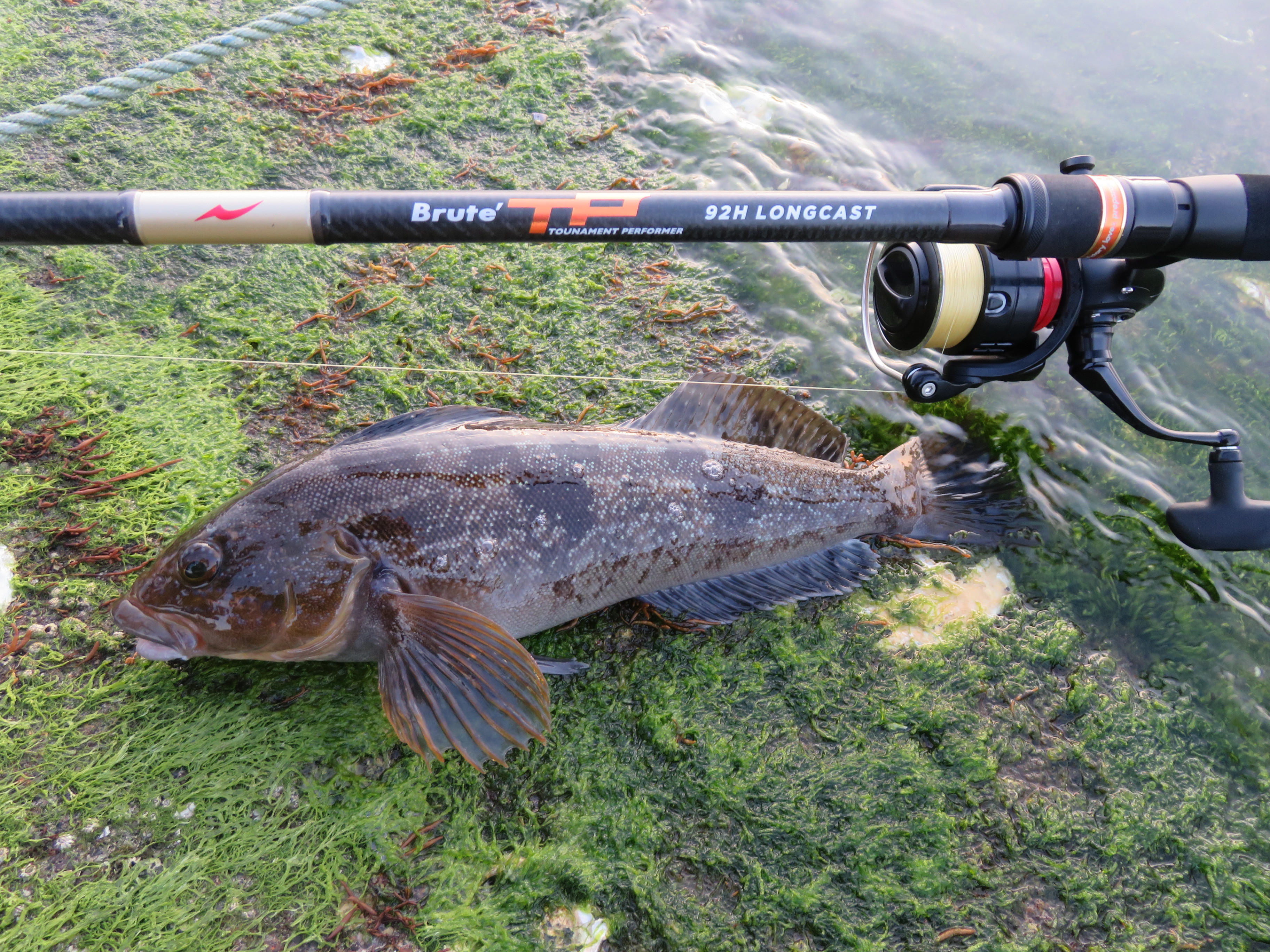 アピアスタッフブログ】 Brute'TP ～Victory Loves Preparation～