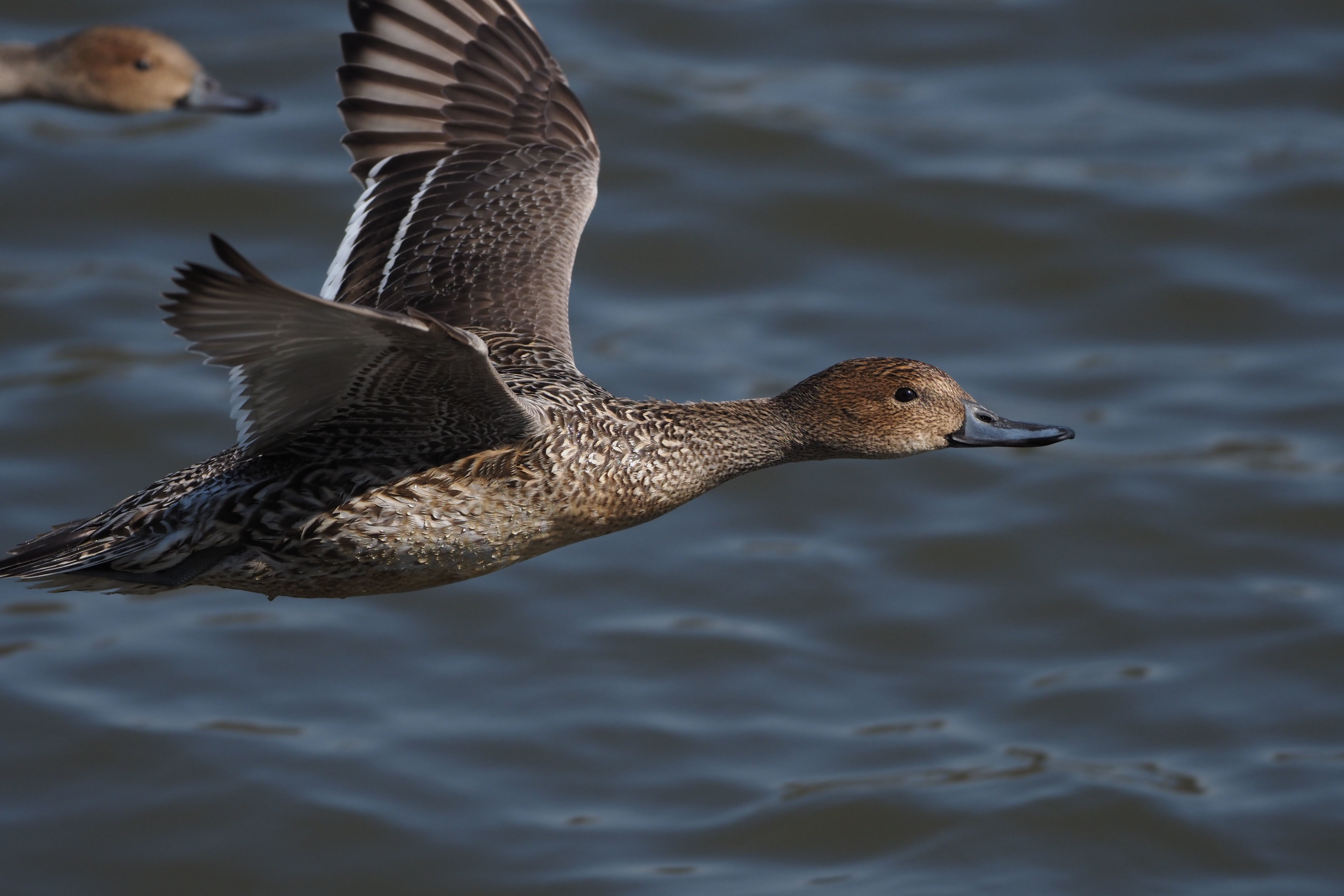 良くなっている…E-M1 Mark III シェイクダウン。 - panoramaheadの蔵