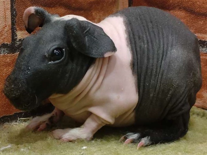 ひごペットフレンドリー 大和高田店】～ロシアンモルモット・スキニー