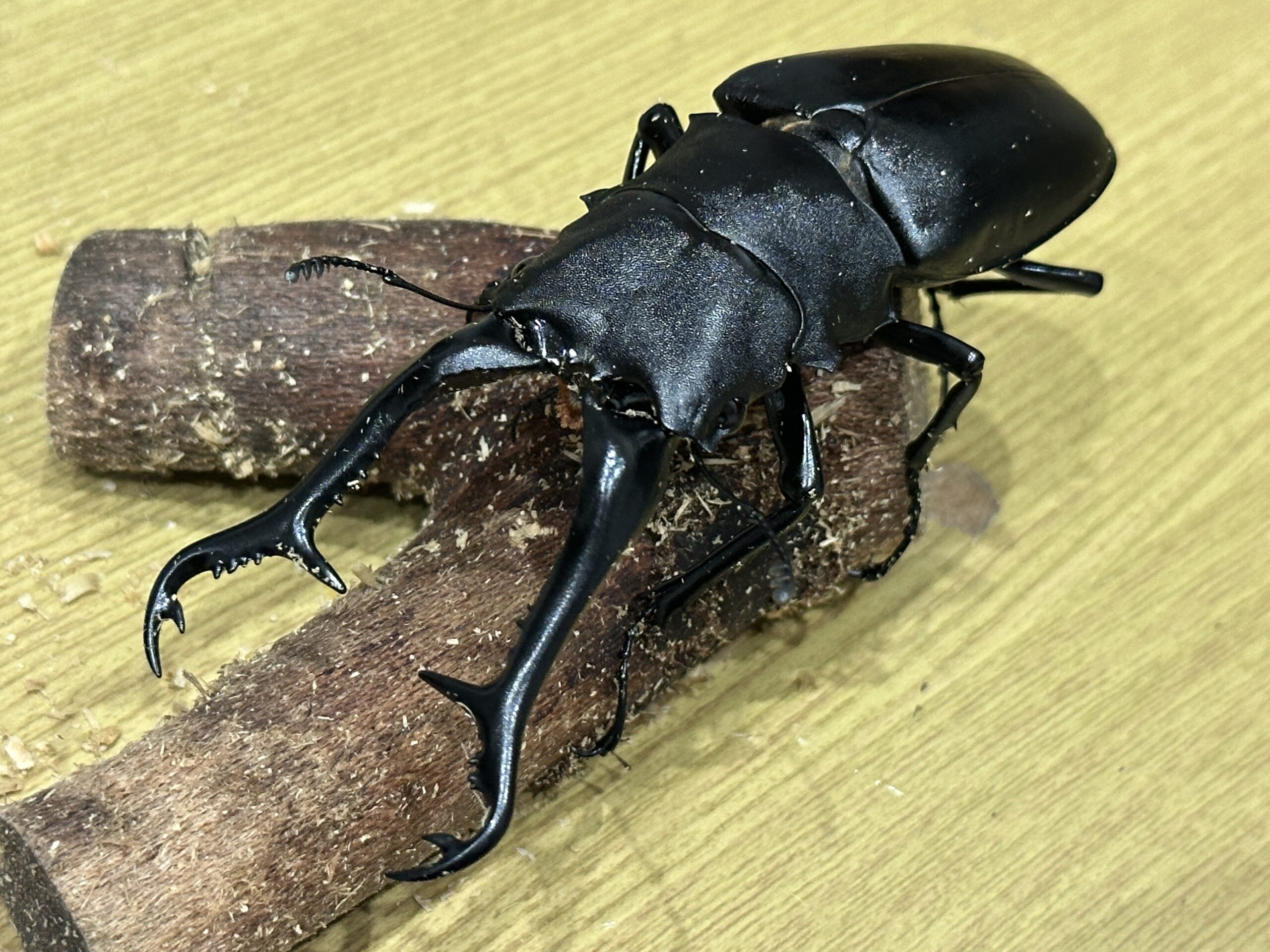 ギラファノコギリクワガタの魅力と人気の理由｜世界最長のクワガタ