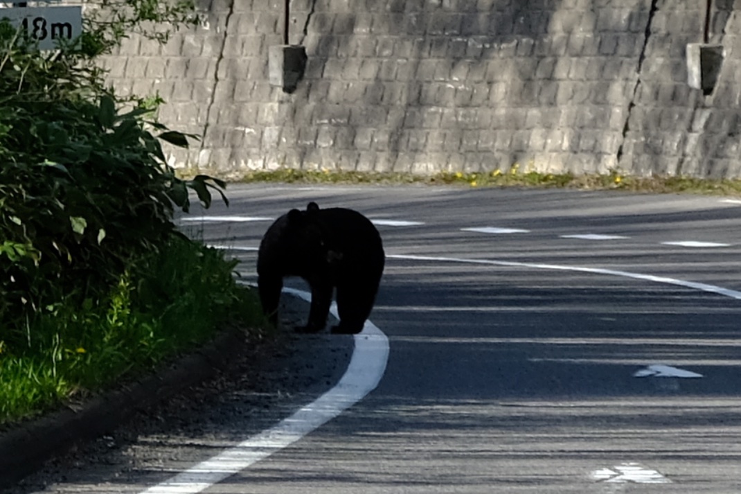 山サイクリング中にクマに遭遇したらどうすべきか、考えたことある
