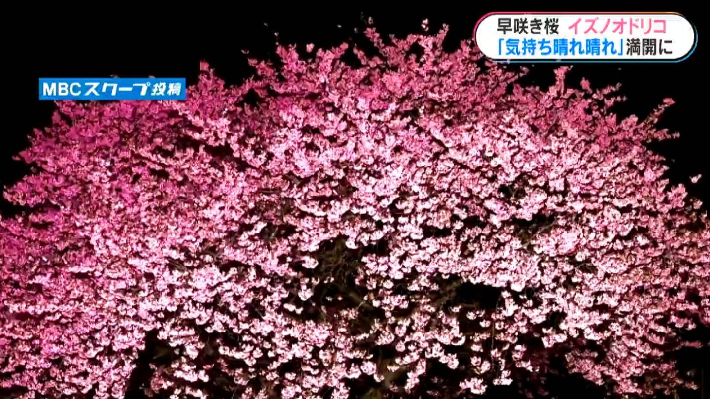 希少な早咲きの桜「イズノオドリコ」 一本桜が去年より半月早く満開に
