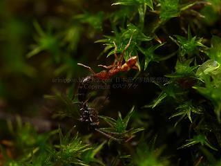 日本産アリ類観察録