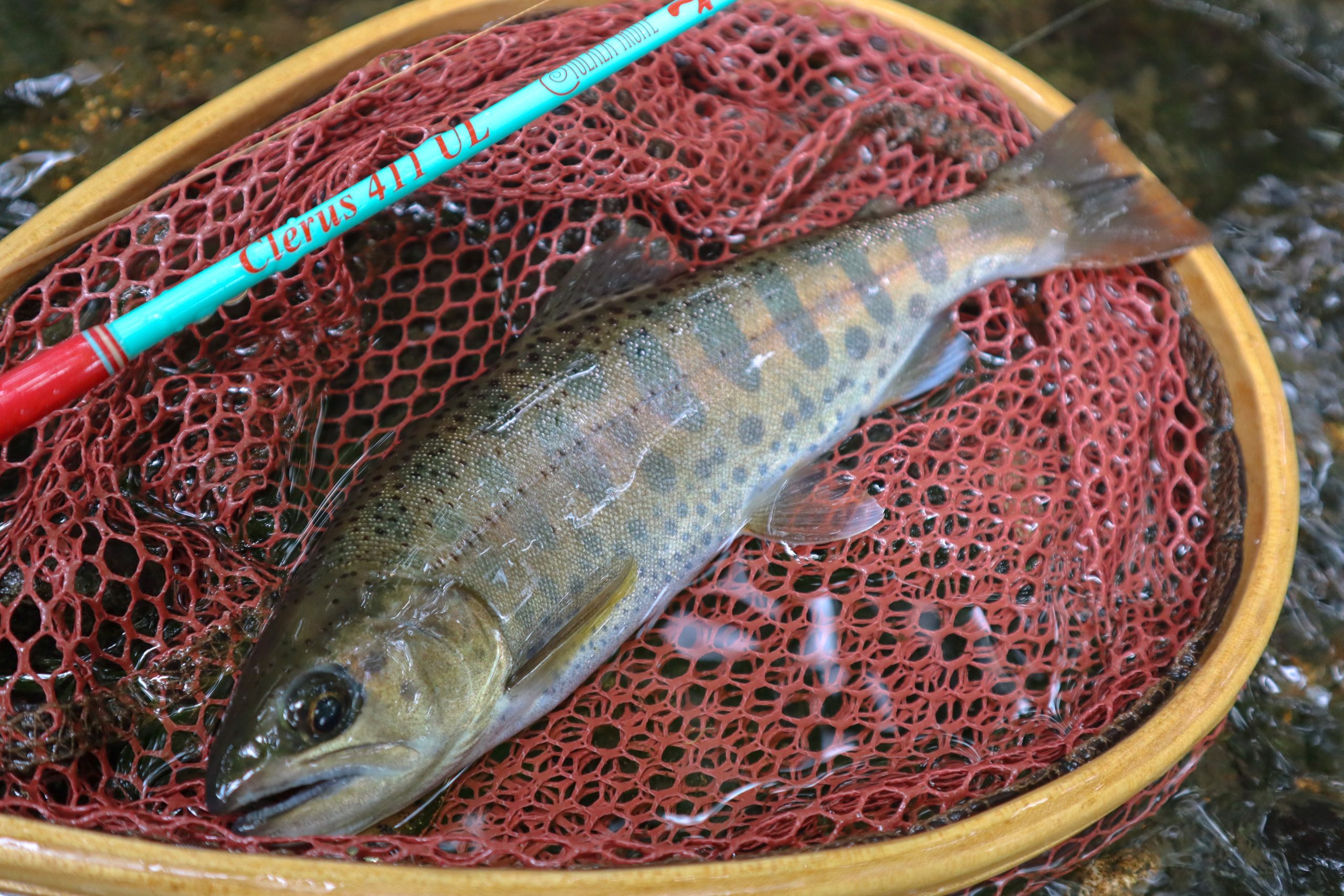 ツララの渓流トラウトベイトロッドClerus411UL徹底解説（インプレ