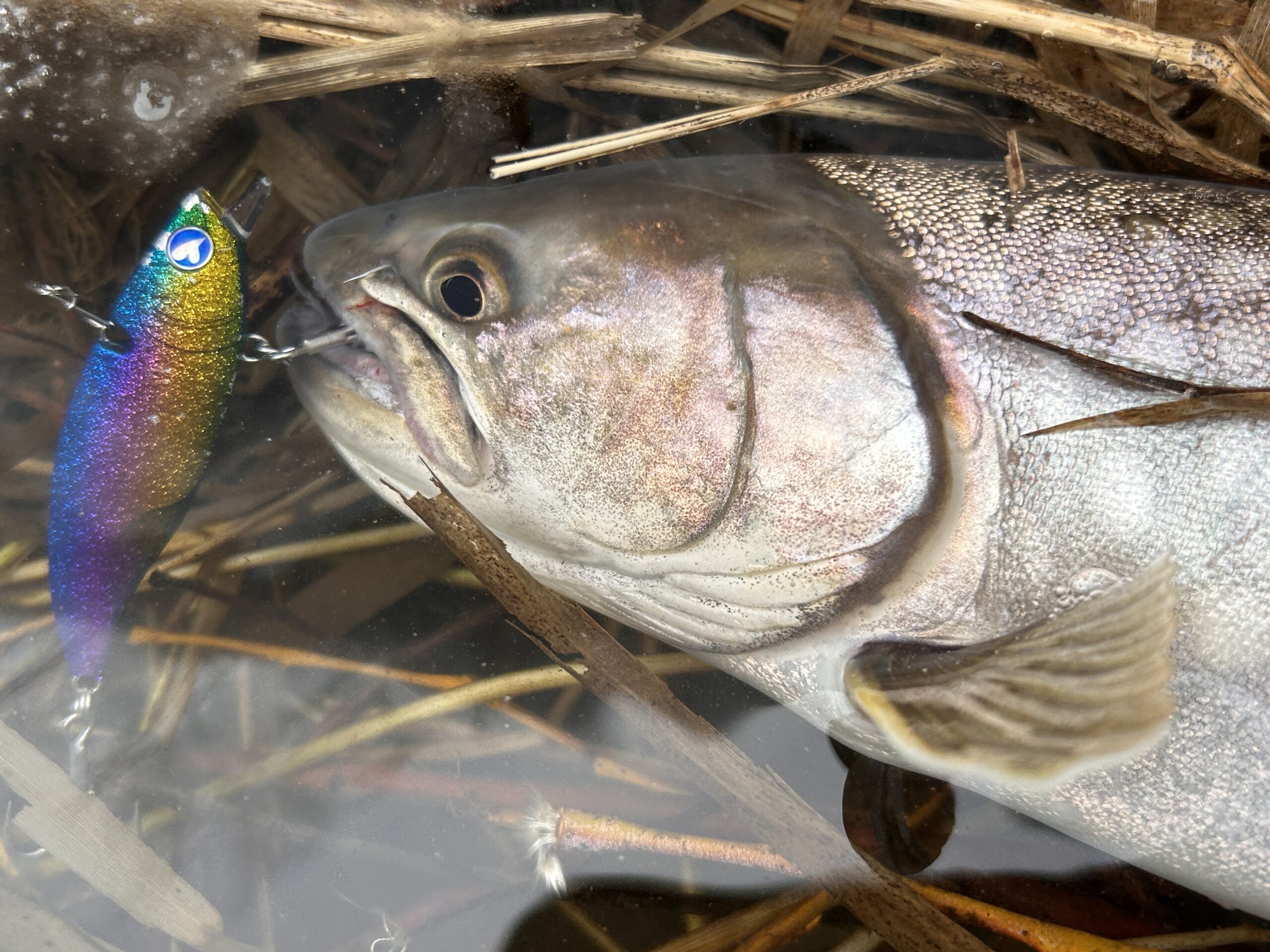 ワールドシャウラリミテッド】1703R-2入荷！ - 道東の釣りならブルー