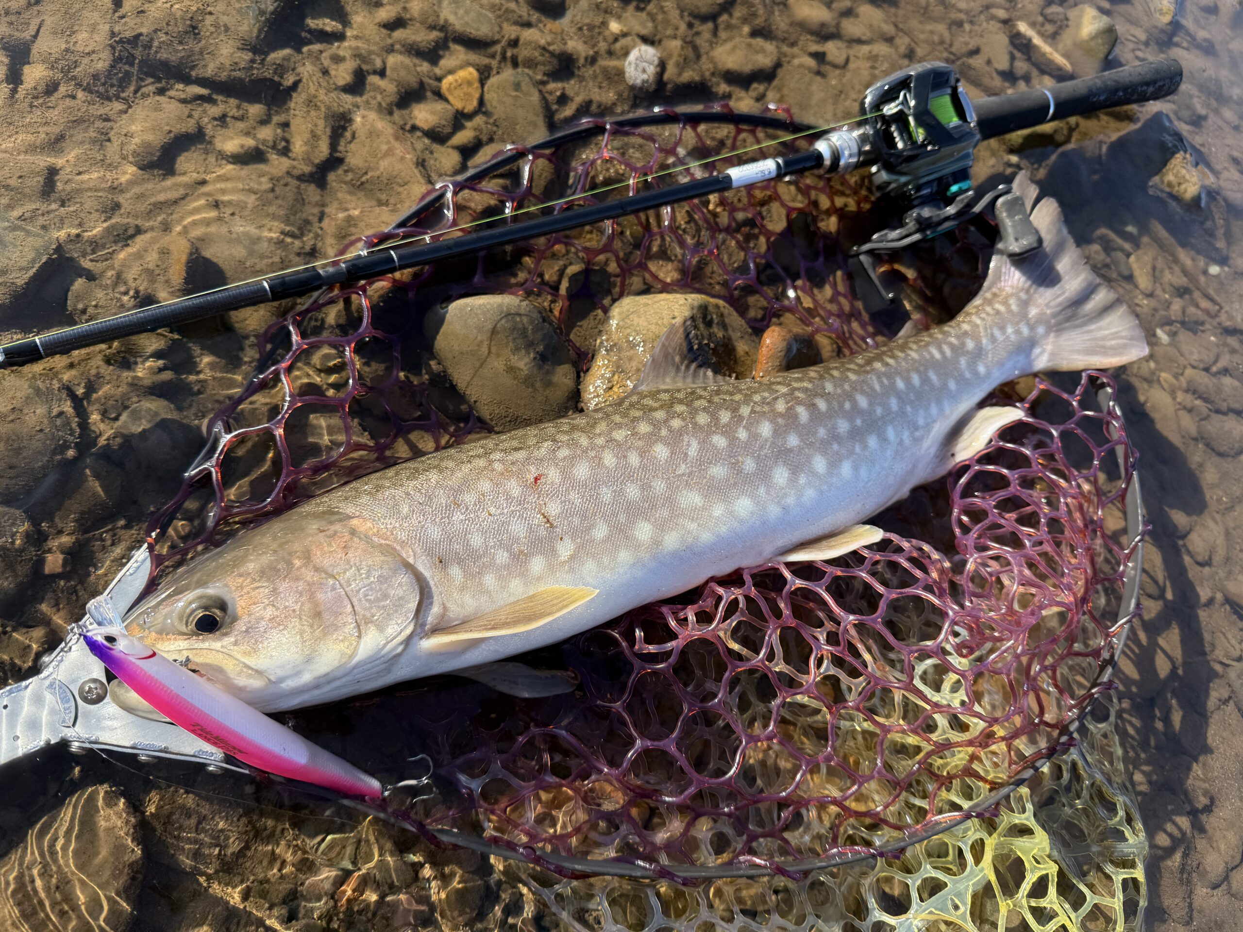 イカメタルロッド 【SHIMANO】”Sephia BB METAL SUTTE “ F-B66M-S/F