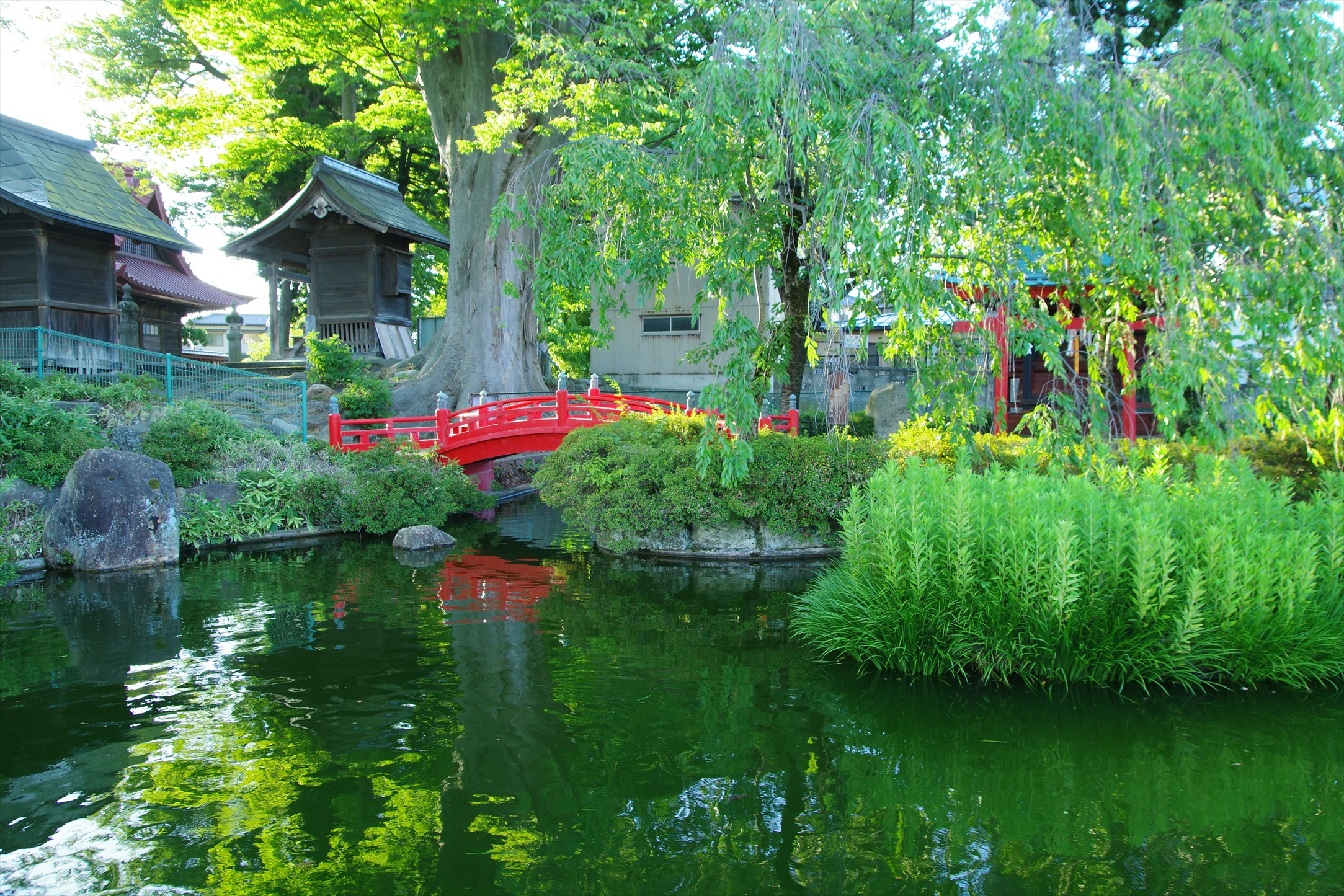 レビュー】TAMRON SP AF 17-50mm F/2.8 XR Di II LD Aspherical ①鶴岡