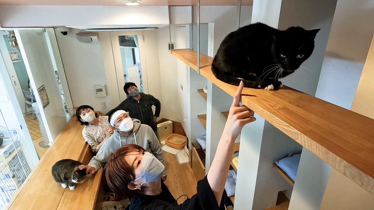 ねこ自慢」2024年6月12日（水）の放送内容：いぬじかん ねこ自慢｜BS-TBS