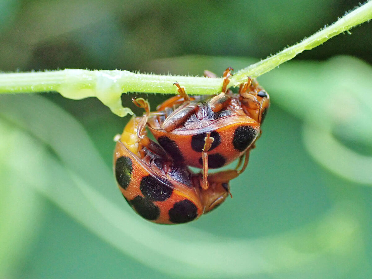 生きもの好きの間で噂のカメラ、TG-6で手すりや公園の虫たちを撮影して