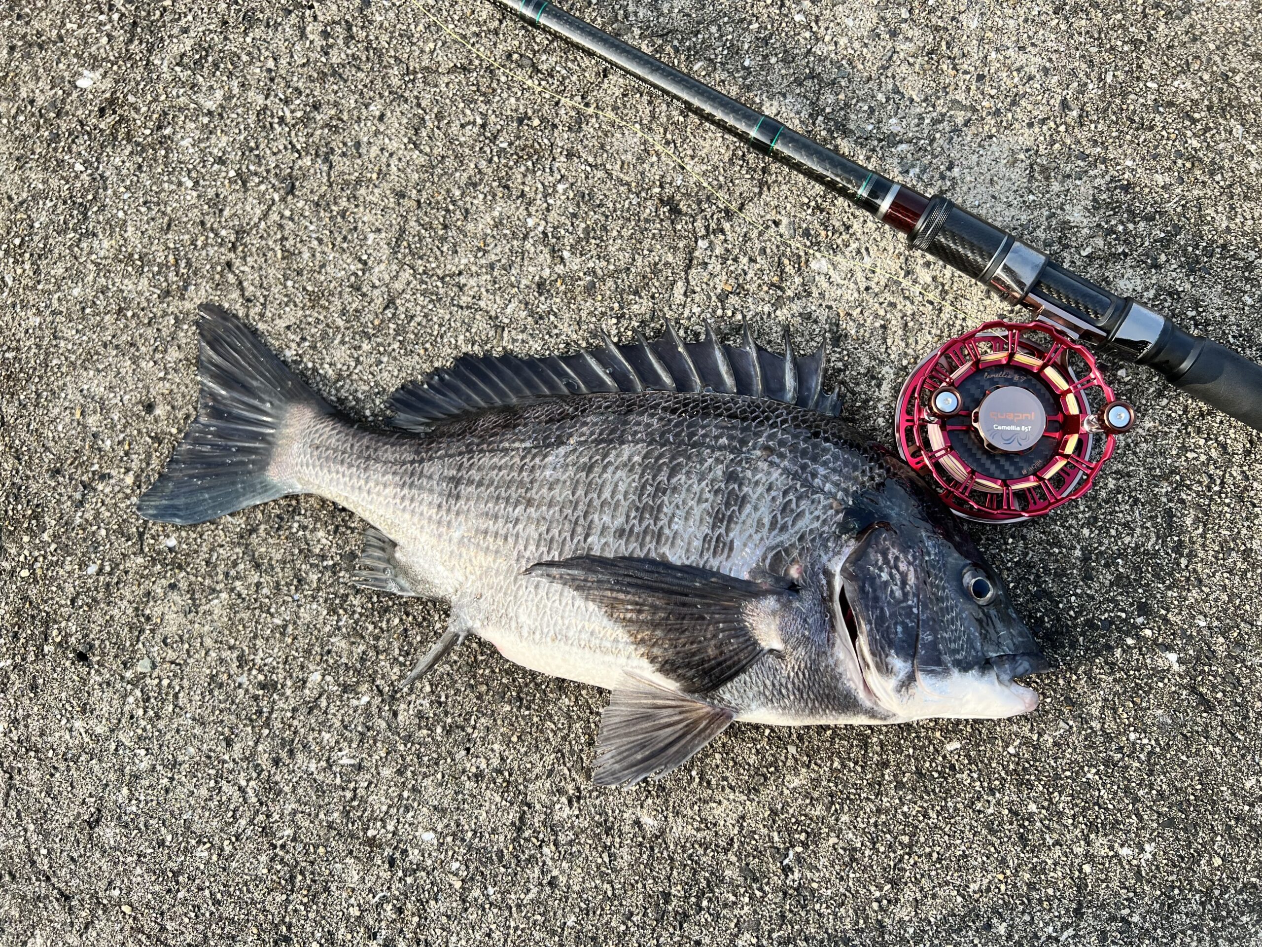 オリムピック 落し駒Ⅱ リール タイコリール 黒鯛 ヘチ 花梨 木製