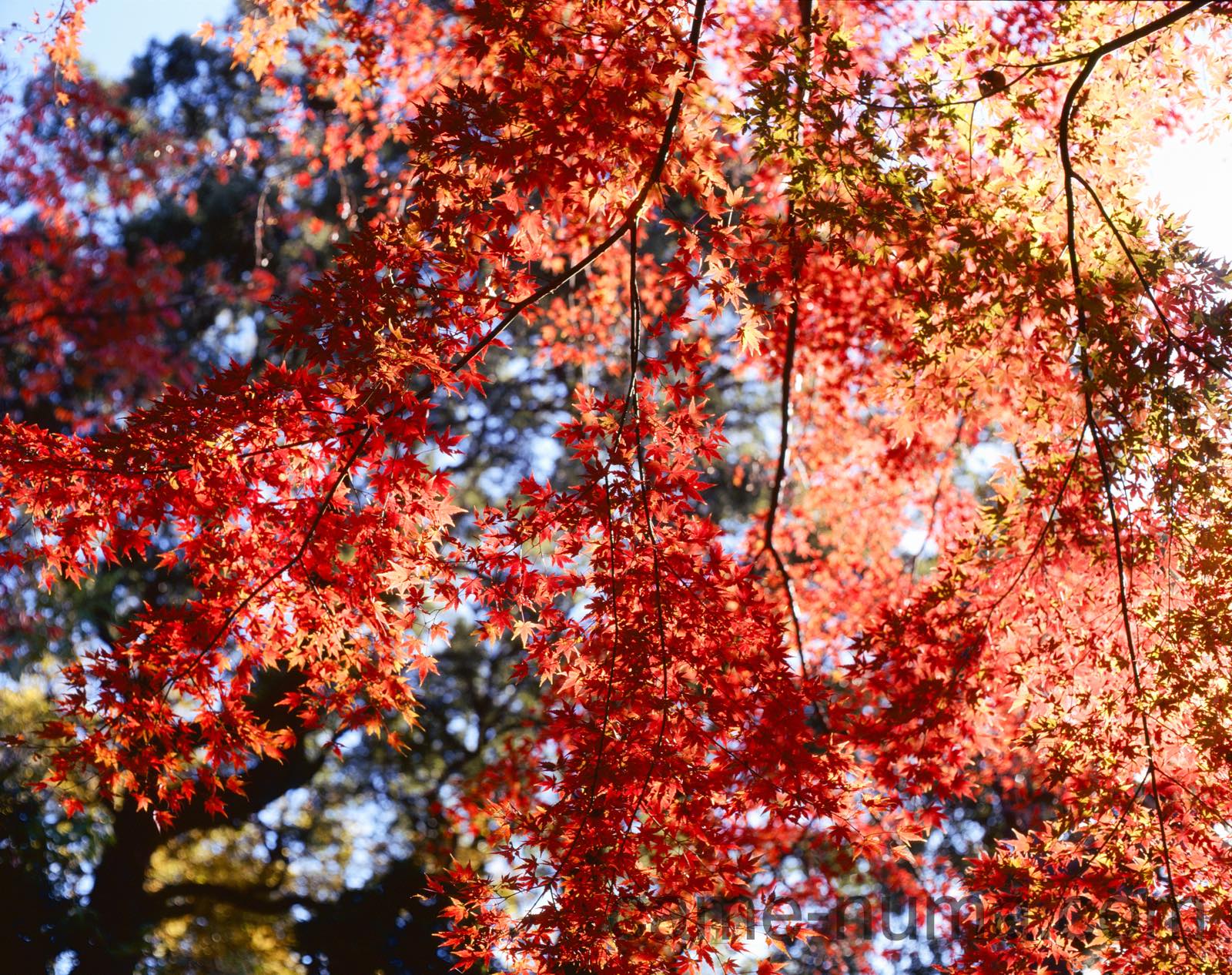 Super Multi Coated Takumar 67, 90mm F2.8 LS レビュー | カメヌマ