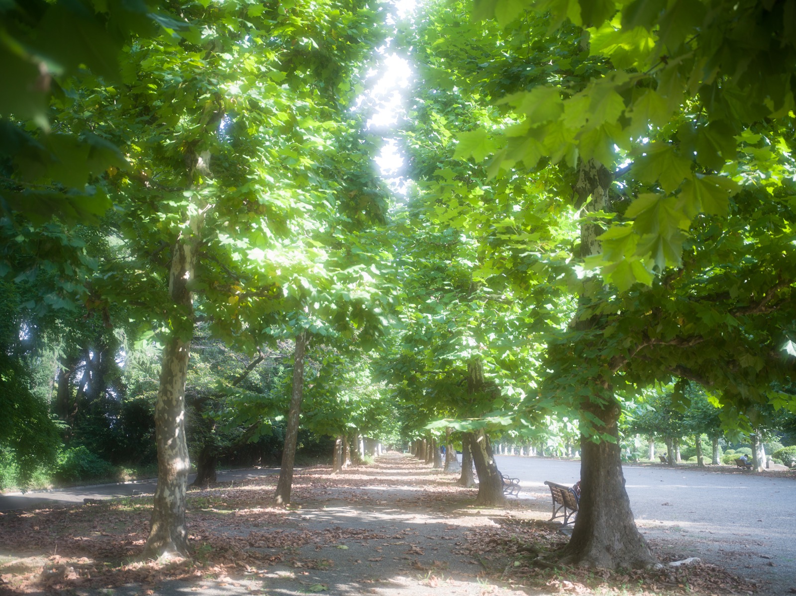 Black diffusion 1/1と1/4、ブラックミストNo.1と比較してみた | カメヌマ