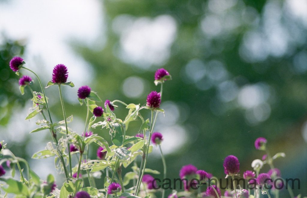 Takumar 135mm F3.5の実力: ジャンク箱の住人は人気オールドレンズの夢