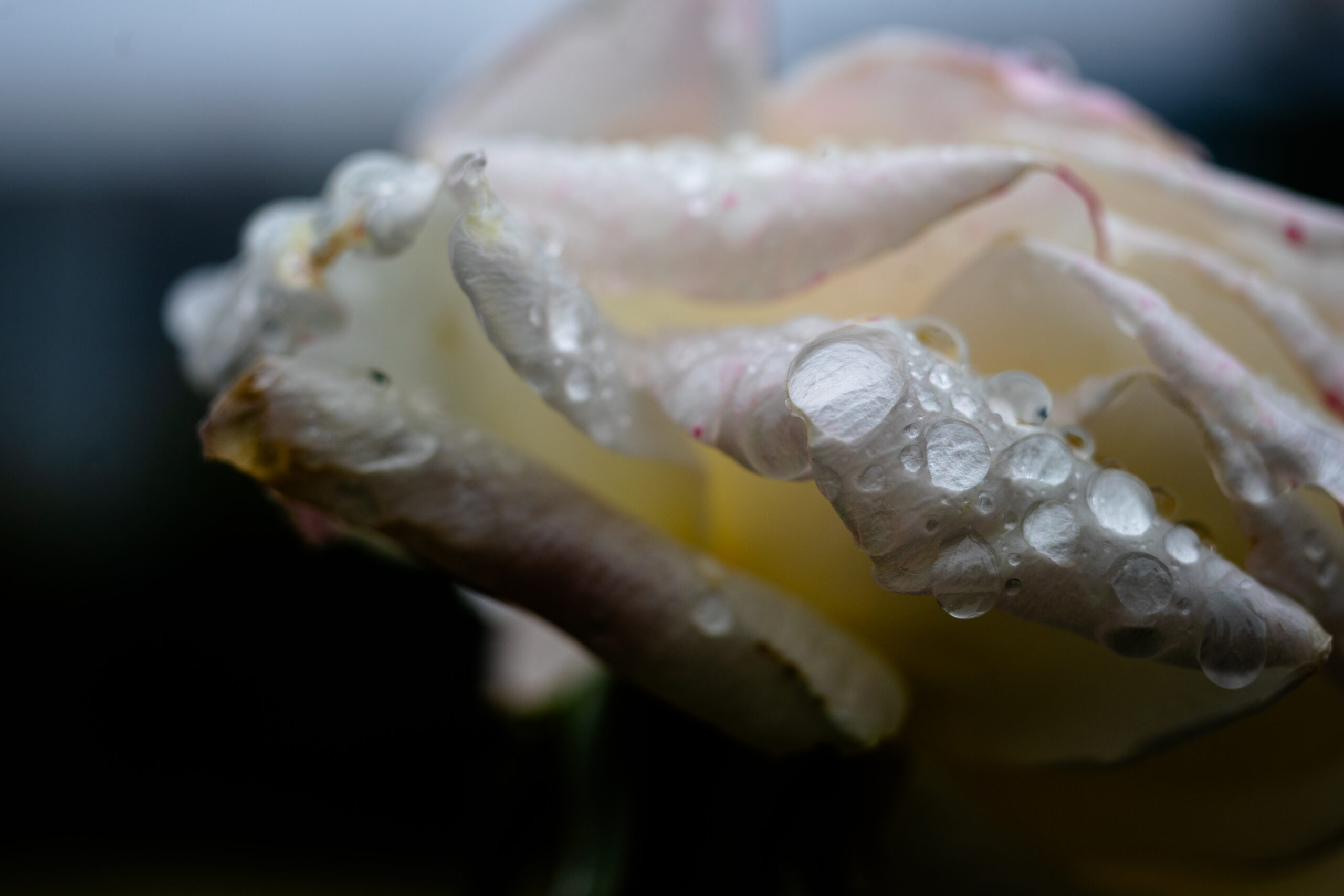 作例&レビュー】Super-Multi-Coated MACRO-TAKUMAR 50mm F4 標準から