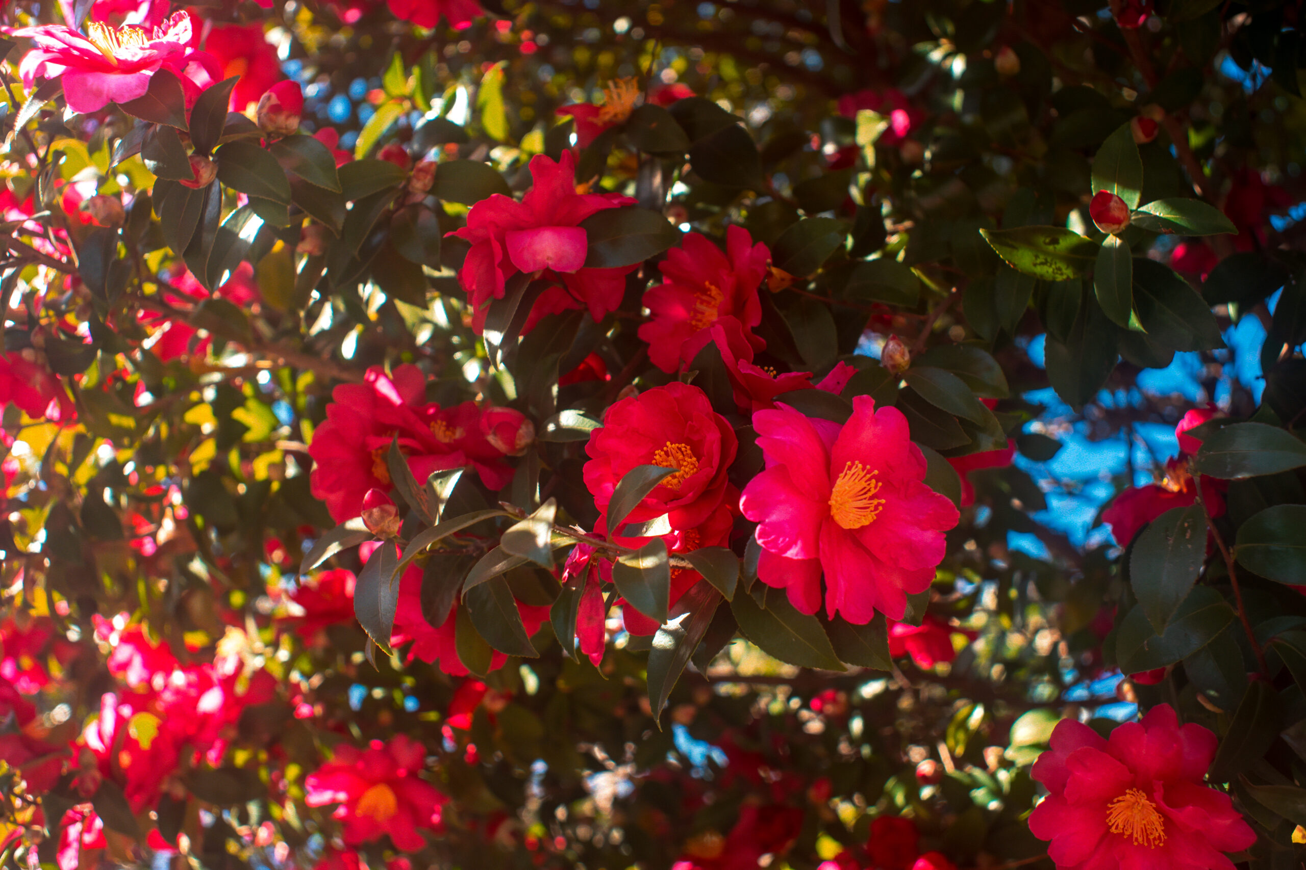 作例&レビュー】PENTAX SMC TAKUMAR 35mm F2 オールド35mmの魅力