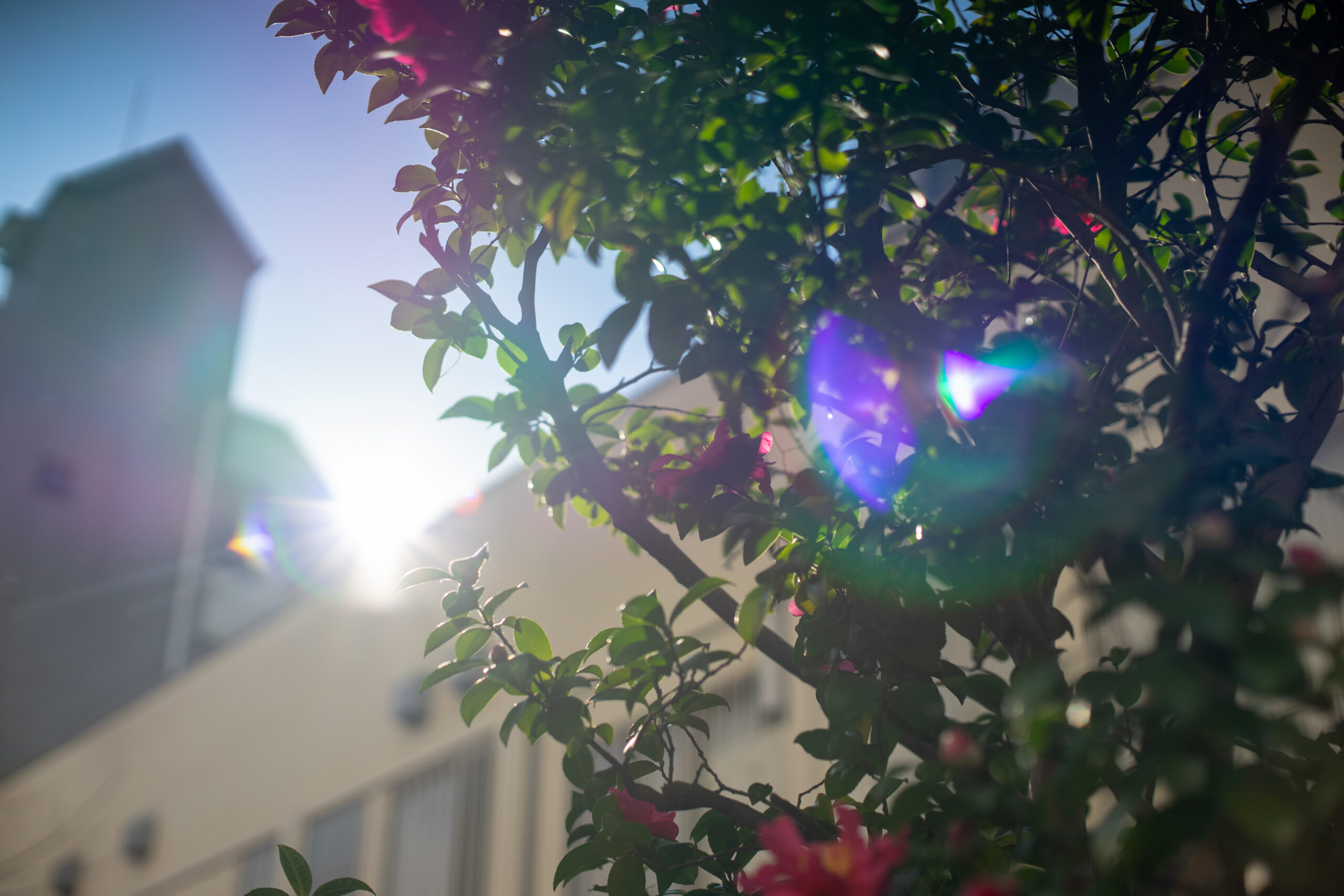 作例&レビュー】NIKKOR-S AUTO 50mm F1.4 安定の描写です - camera