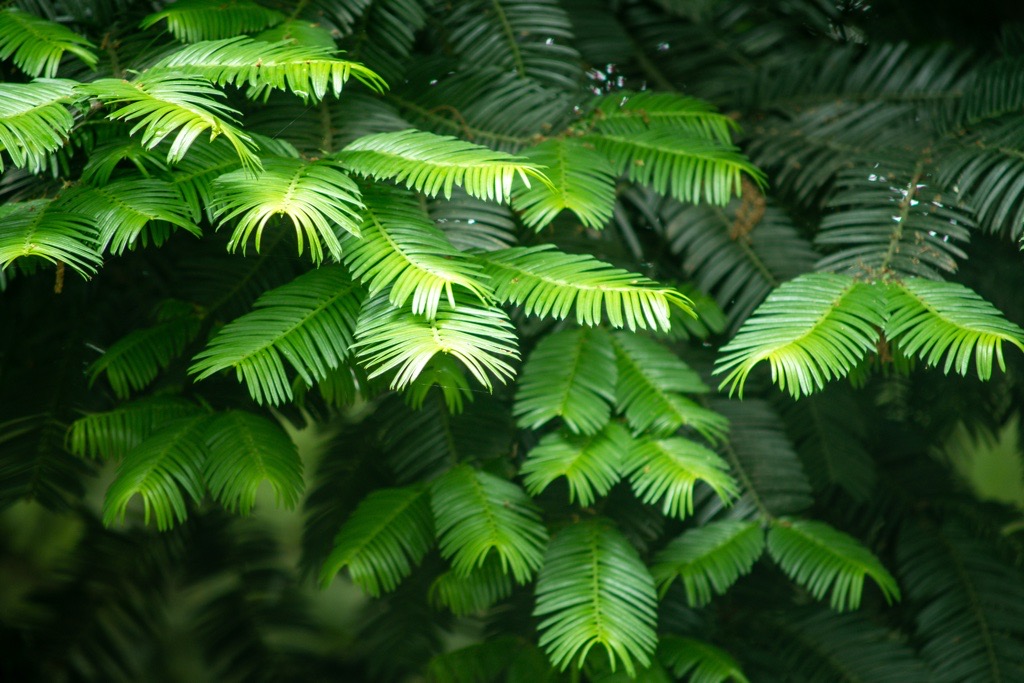 オールド望遠レンズへ。CANON FD 100-300mm f5.6（レビュー＆作例