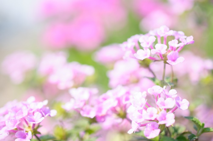 初マクロレンズにおすすめ！とろけるボケに開放からばっちり使える