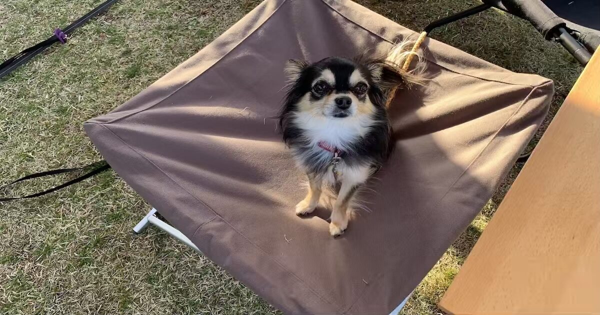 高いけど買う価値あり！スノーピークのドッグコット！ | Camp ASK