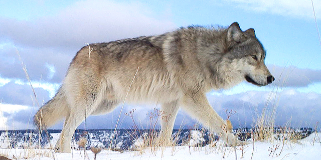 Judge opens door to wider federal management of wolves | Capital Press
