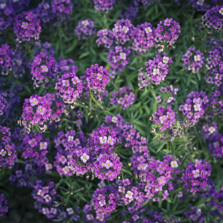 ライカ マクロエルマリート R60mm F2.8のレビューと作例を紹介