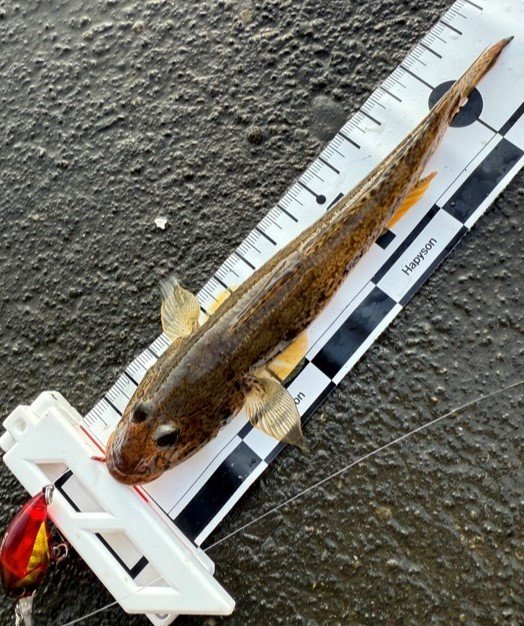 ダイワ アジ メバルロッド 月下美人EX AGS 510UL-S・Q(スピニング 2