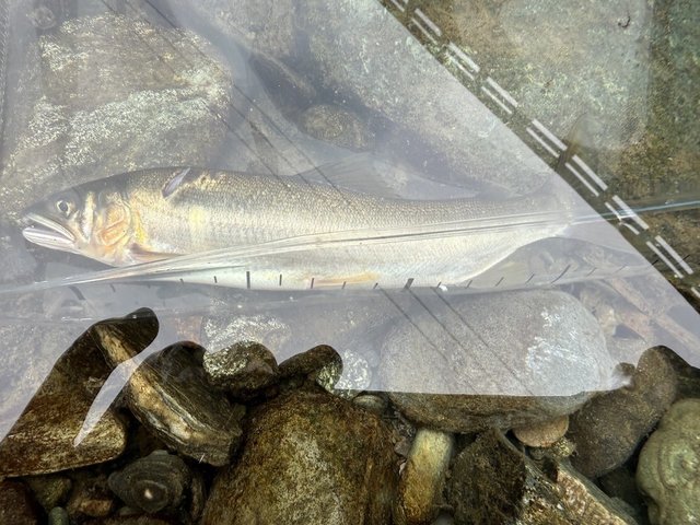 ダイワ 鮎竿 銀影エア ショートリミテッド(SHORT LIMITED) MT 80(7