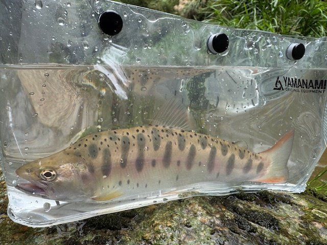 ダイワ トラウトロッド ワイズストリーム 410L-3・Q(3ピース)(410L-3